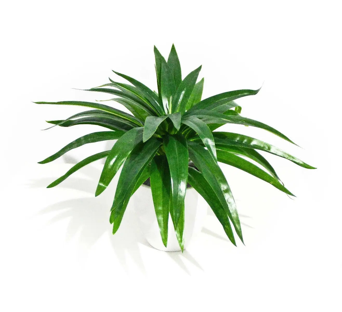 Aloe Vera Stem 30cm Deals499