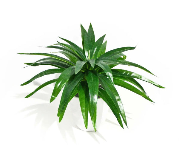 Aloe Vera Stem 30cm Deals499