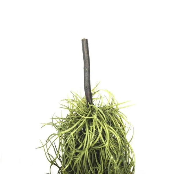 Artificial Air Plant Spanish Moss - Old Man Beard 60cm Deals499