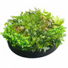 Artificial Green Wall Disk Art 80cm - Mixed Fern Deals499