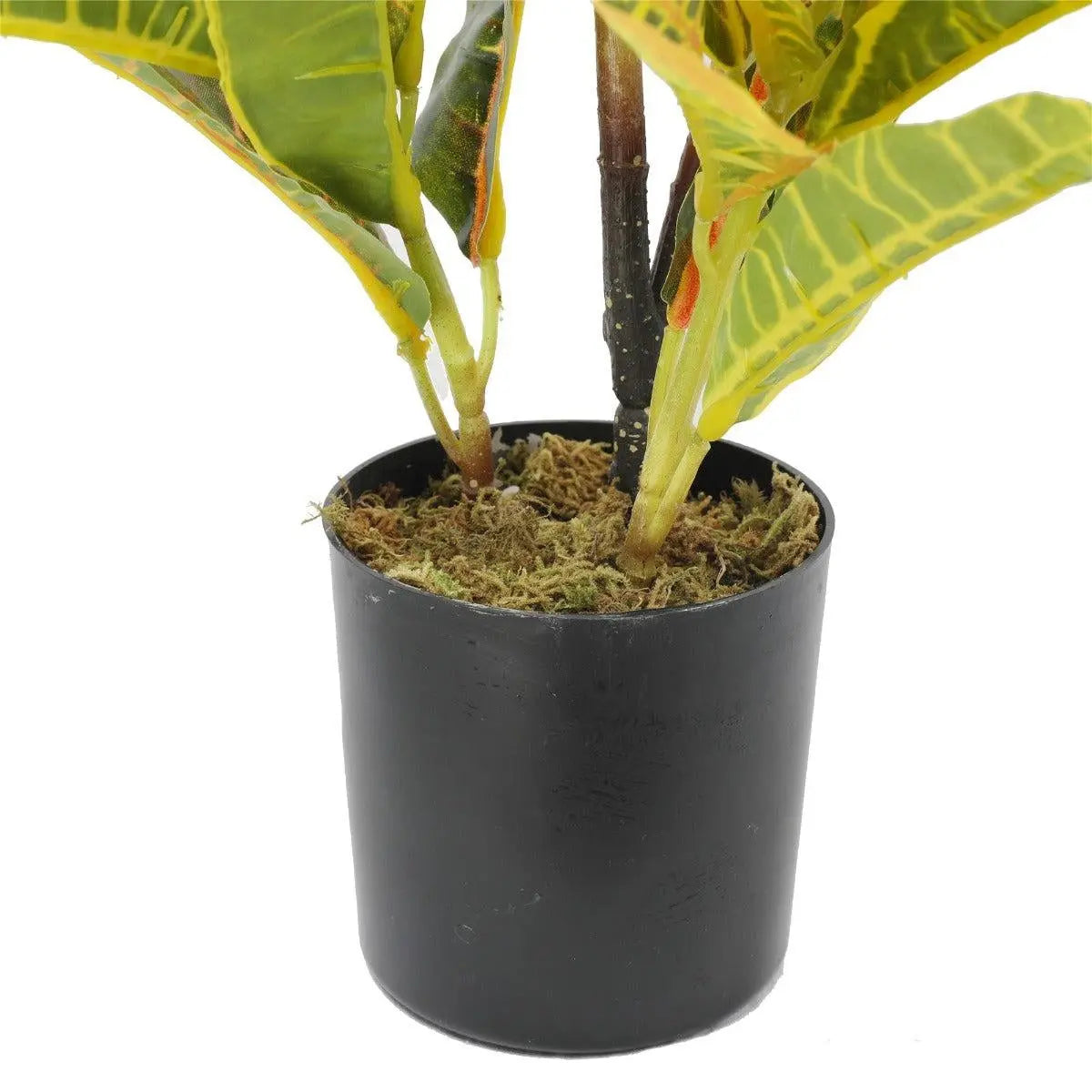 Artificial Potted Flaming Zebra (Codiaeum variegatum / crotons) 55cm Deals499