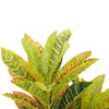 Artificial Potted Flaming Zebra (Codiaeum variegatum / crotons) 55cm Deals499