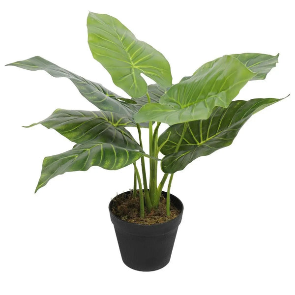 Artificial Potted Taro Plant / Elephant Ear 55cm Deals499