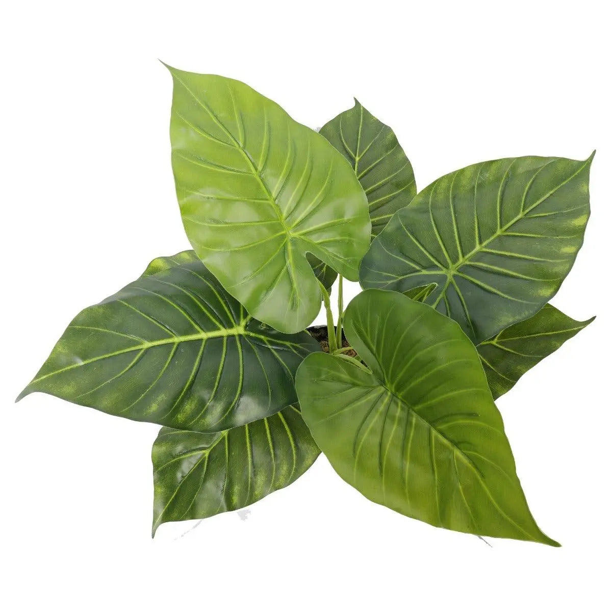 Artificial Potted Taro Plant / Elephant Ear 55cm Deals499
