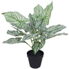Artificial Potted White Evergreen Aglaonema 40 cm Deals499