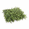 Deluxe Portable Buxus Hedges UV Stabilised 150cm Long X 150cm High Deals499