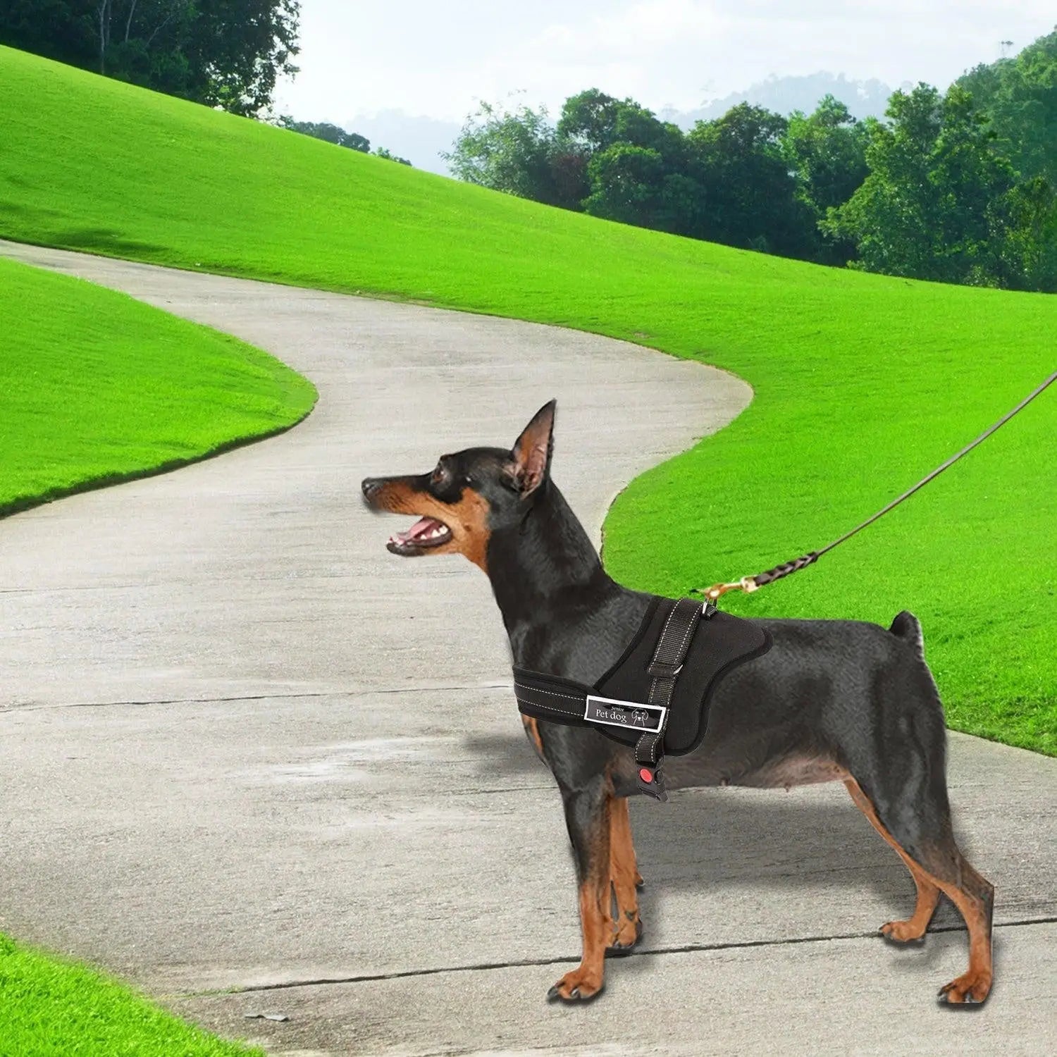 Dog Adjustable Harness Support Pet Training Control Safety Hand Strap Size S Deals499