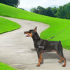 Dog Adjustable Harness Support Pet Training Control Safety Hand Strap Size S Deals499