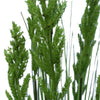 Flowering Native Grass 120 cm Deals499