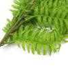 Hanging Fresh Green Boston Fern UV Resistant 80cm Deals499