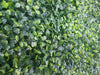 Mixed Boxwood Hedge Panels / Screens UV Resistant 1m x 1m Deals499