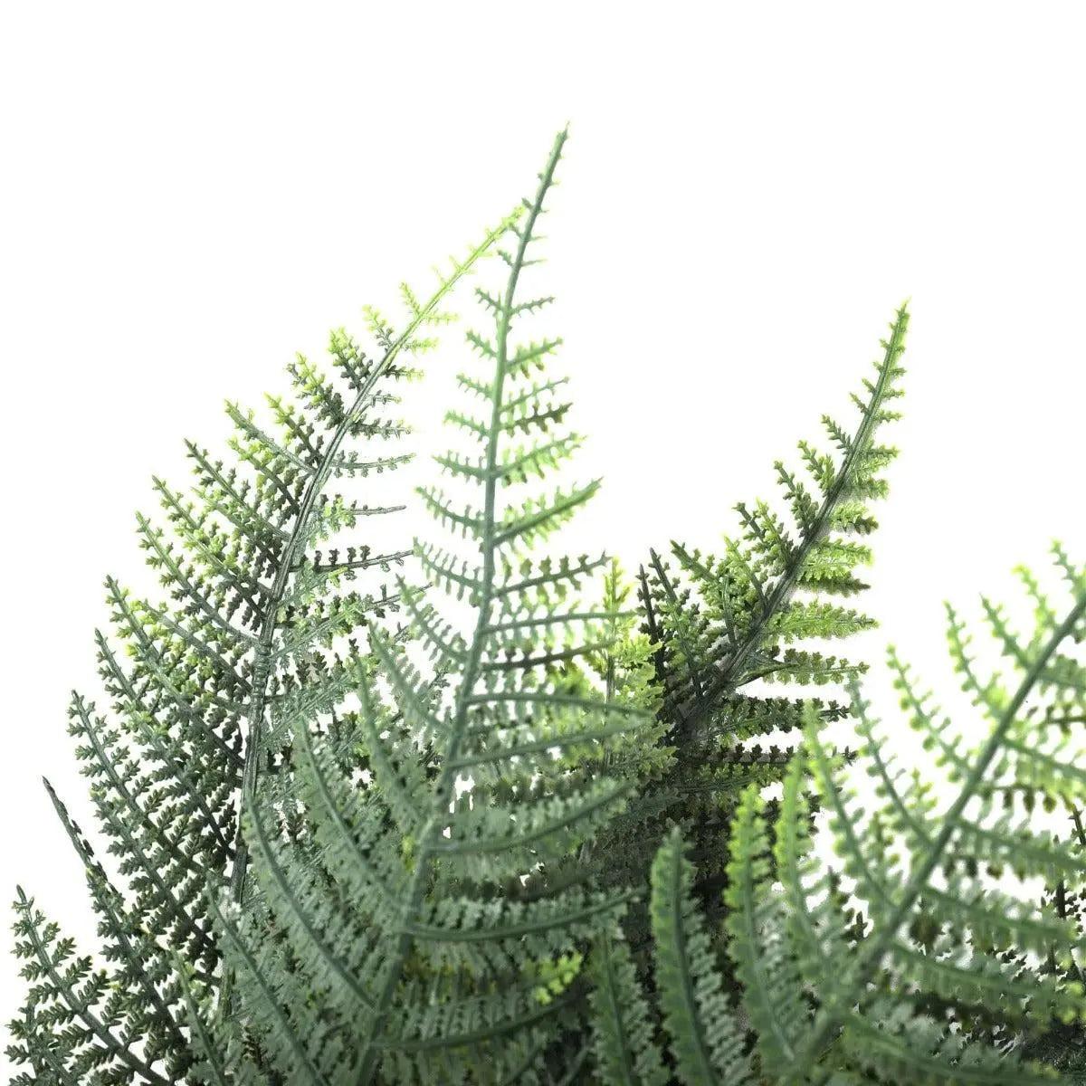 Premium Artificial Australian Fern UV Resistant 60cm Deals499