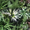 UV Stabilized Desert Fern Select Range Vertical Garden 90cm X 90cm Deals499