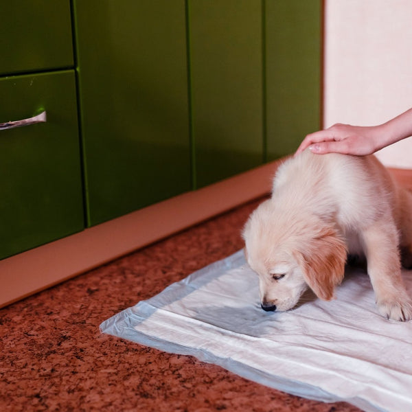 Floofi Pet Disposable Pad 50pcs pack FI-LM-112-ZM Deals499