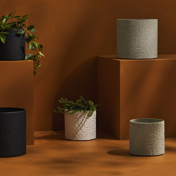 Tree Stripes Cylinder Pot Monstera - Black (Large) Deals499