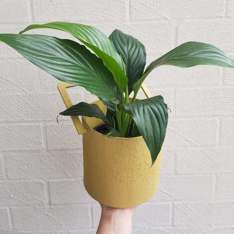 Tree Stripes Wish Handle Pot in Cream (Medium) Deals499