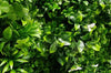White Oasis Vertical Garden / Green Wall UV Resistant 1m x 1m Deals499