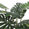 Split Philodendron (Split Leaf) 120cm Deals499