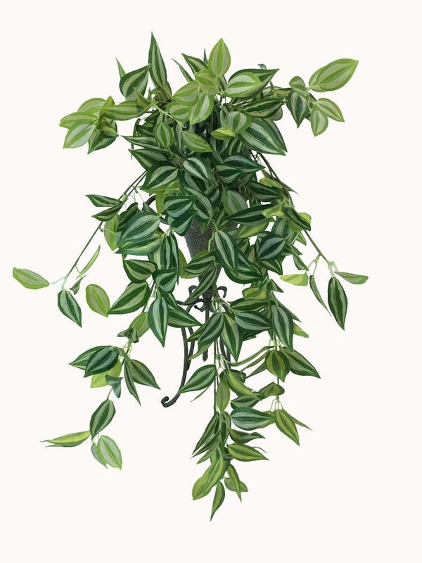 Mixed White and Green Hanging Philodendron Bush 80cm Deals499