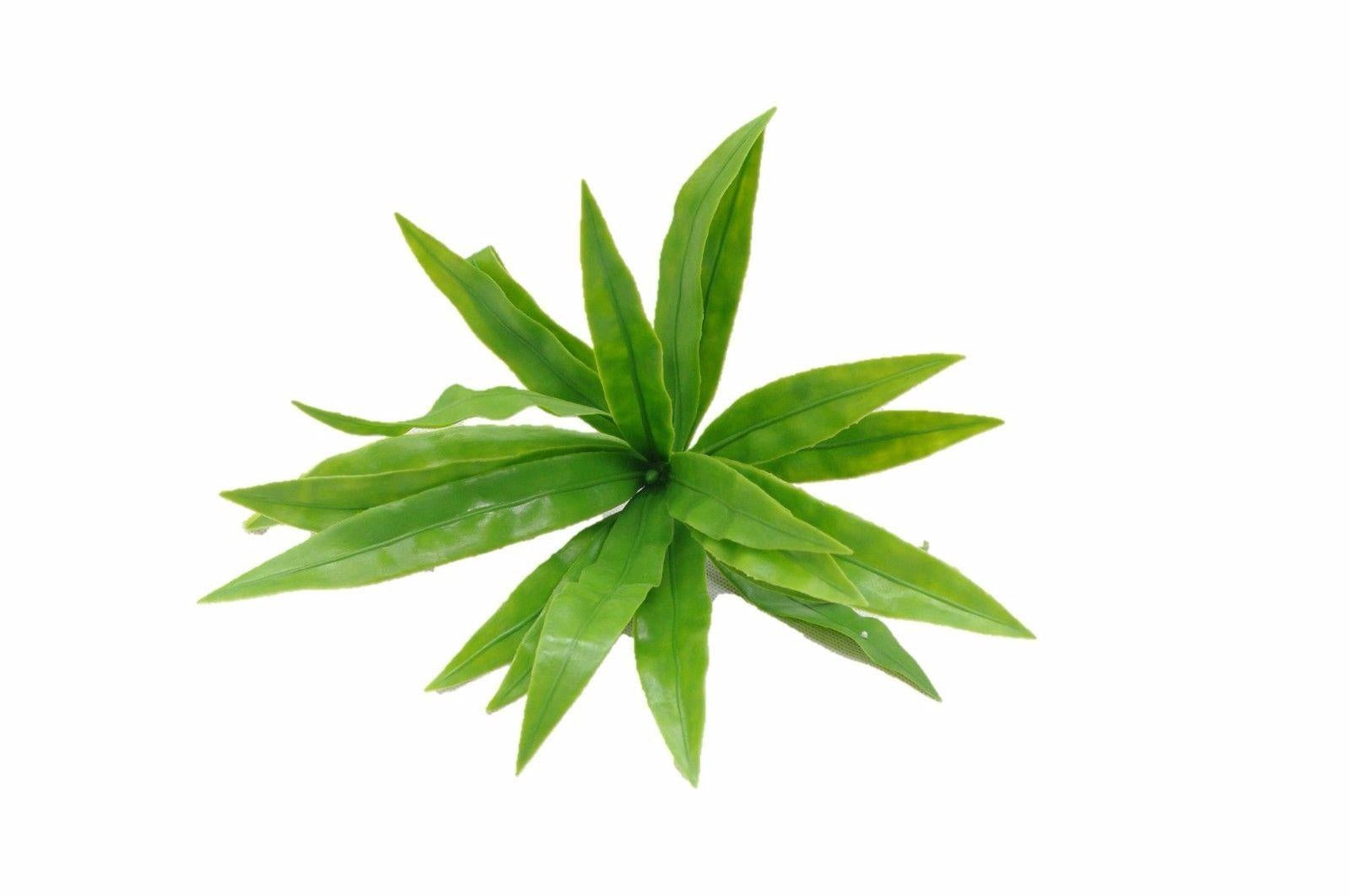 Aloe Vera Stem UV Deals499