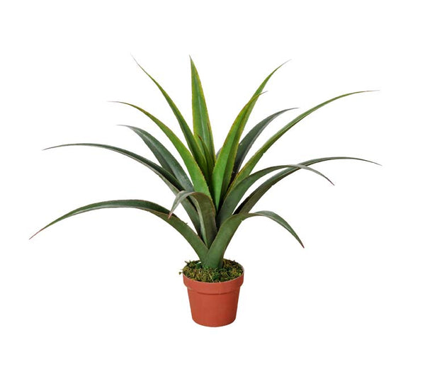 Artificial Dracaena Plants 80cm Deals499