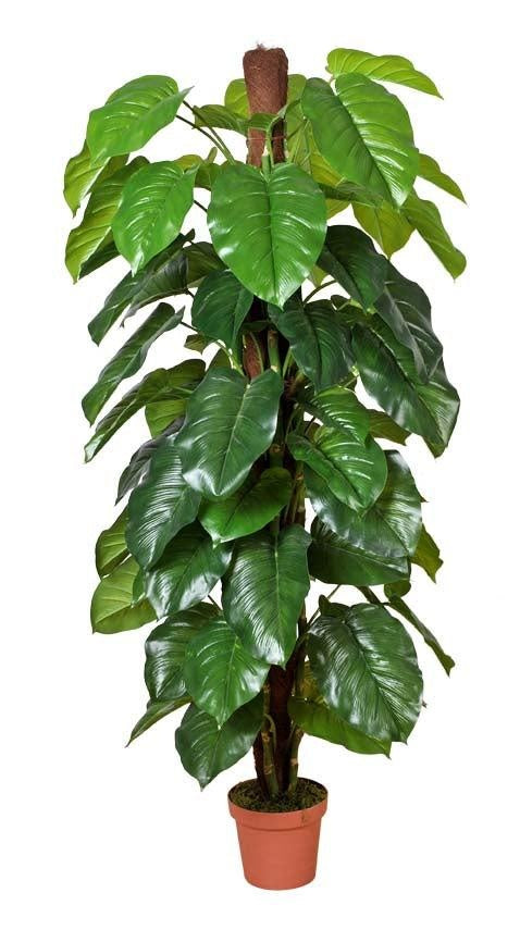 Money Plant (Aureus) 185cm Deals499