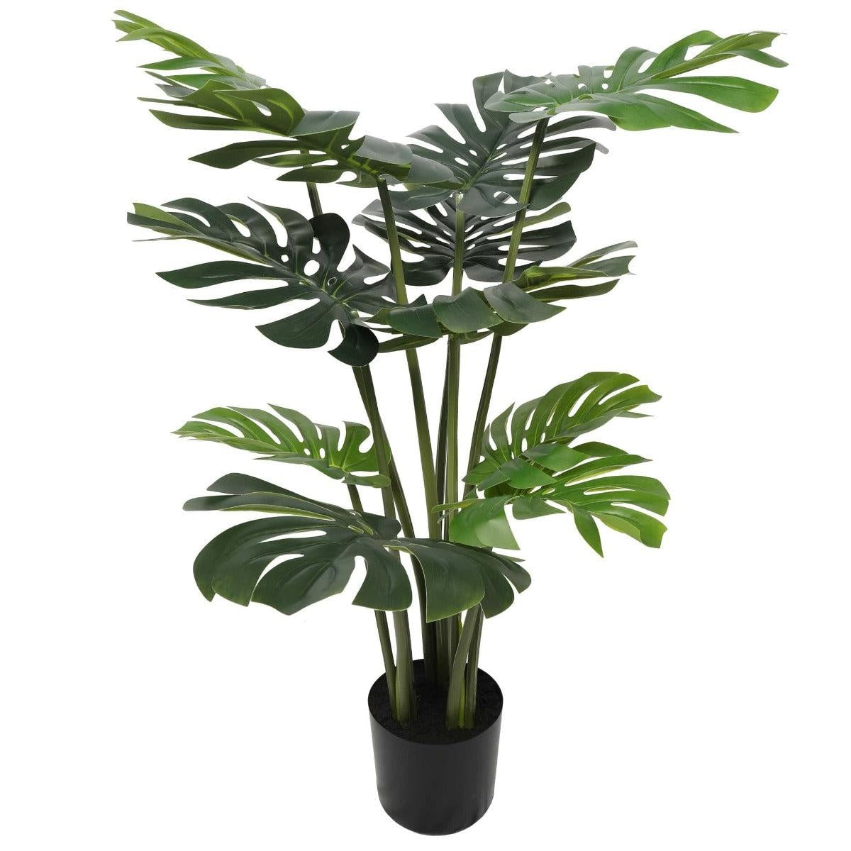 Split Philodendron (Split Leaf) 120cm Deals499