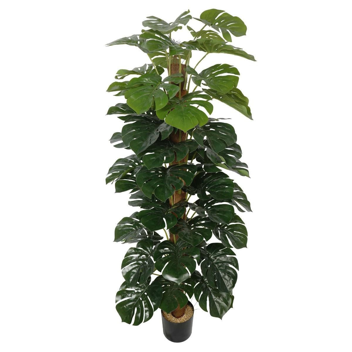 Artificial Money Plant (Monstera) with decorative pot 180cm Deals499