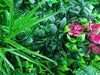 Elegant Red Rose Vertical Garden / Green Wall UV Resistant Sample Deals499
