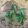 5 Pack 120mm (4.7") Brick Hooks - Wall Crab Clips Hangers For Pictures Plants from Deals499 at Deals499