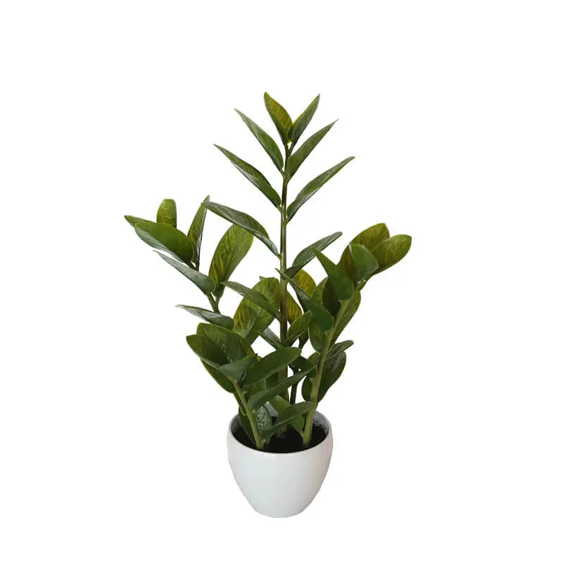 60cm Potted Zanzibar Deals499