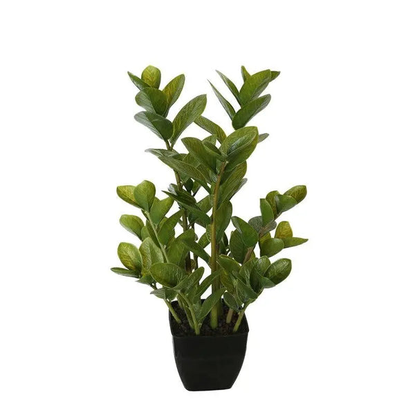 72cm Potted Multi Stem Zanzibar Deals499