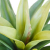 Agave 60cm Plant Deals499