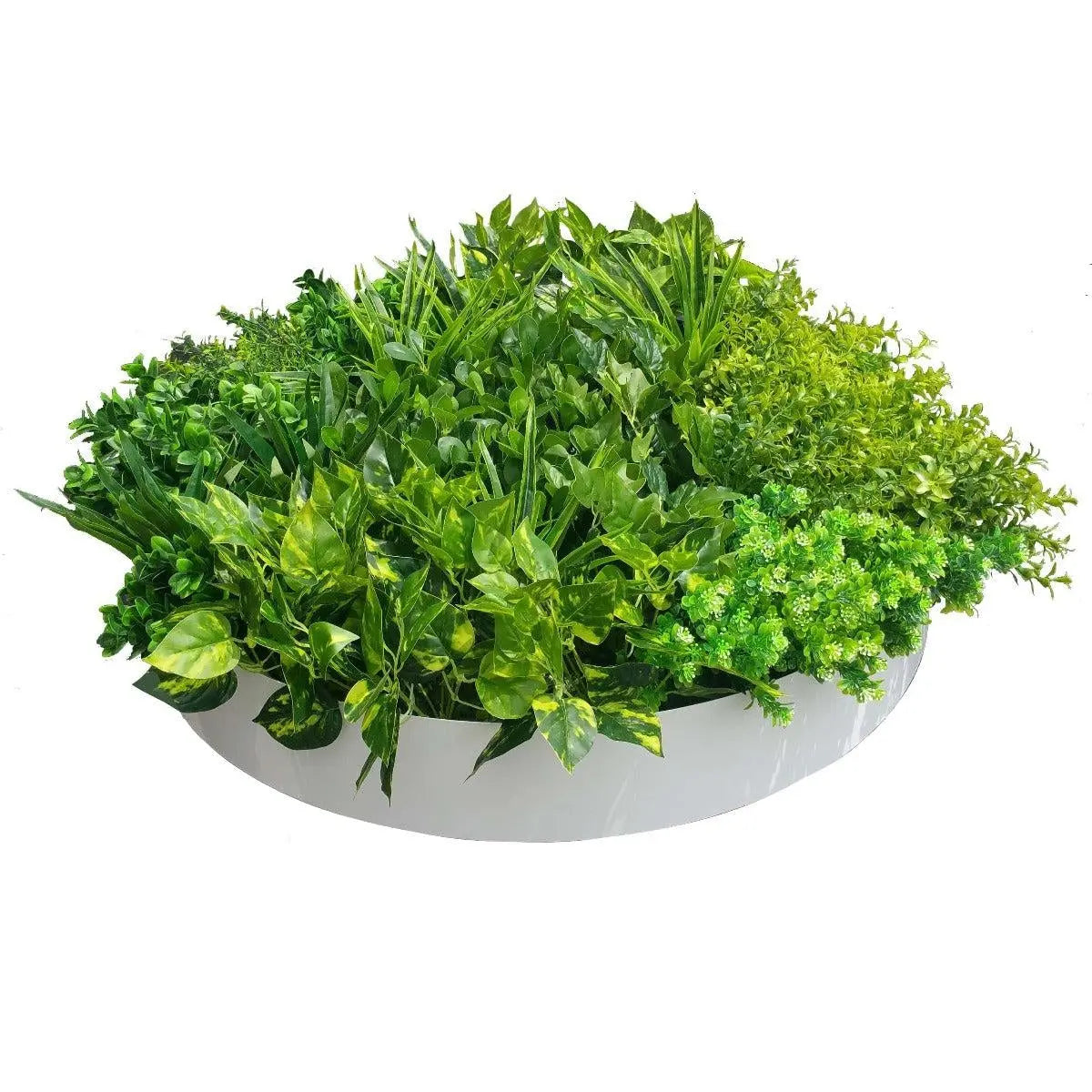 Artificial Green Wall Disc Art 80cm Mixed Aloe Vera (Fresh White) Deals499