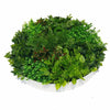 Artificial Green Wall Disk Art 100cm - Mixed Ivy And Fern Deals499