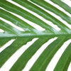 Artificial Multi Stem Hawaii Palm 190cm Deals499
