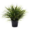 Artificial Ornamental Potted Dense Green Grass 38cm Deals499