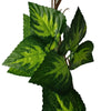 Artificial Pothos / Ivy Hanging Vines 260cm Each (5 pack) Deals499