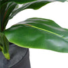 Artificial Potted Wide Leaf Birds Nest Fern 50cm Deals499