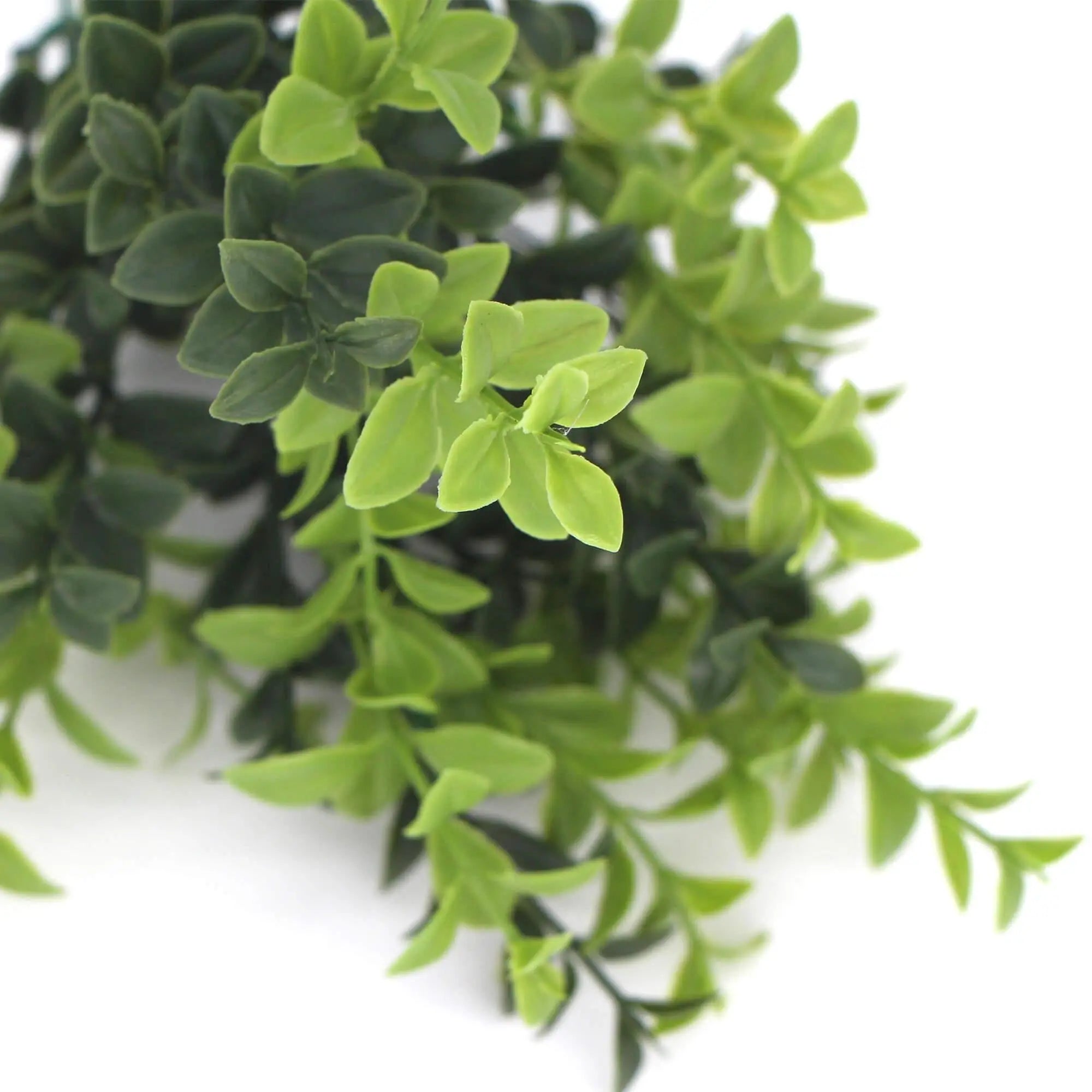 Artificial Rounded Boxwood Stem UV 30cm Deals499