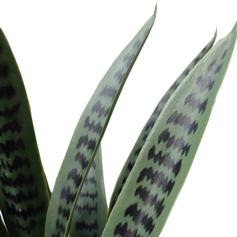 Artificial Snake Plant UV Resistant 60cm Deals499