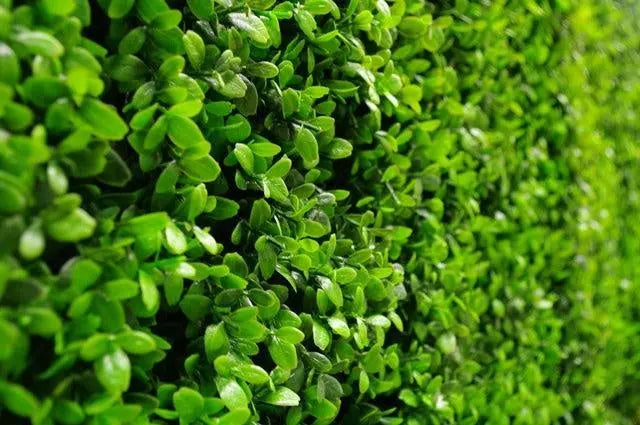 Deluxe Buxus Panels UV Stabilised 1m X 1m Deals499