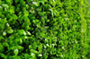 Deluxe Buxus Panels UV Stabilised 1m X 1m Deals499