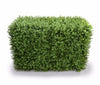 Deluxe Portable Buxus Hedges UV Stabilised 100cm Long X 55cm High Deals499
