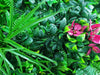 Elegant Red Rose Vertical Garden / Green Wall UV Resistant 100cm x 100cm Deals499
