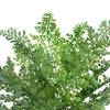 Faux Maden Hair Fern Stem 40cm Deals499