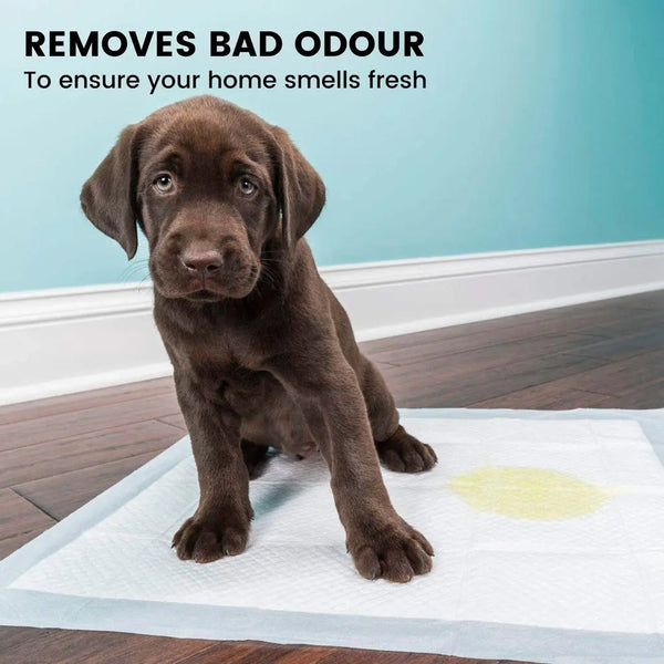 Floofi Pet Disposable Pad 50pcs pack FI-LM-112-ZM Deals499