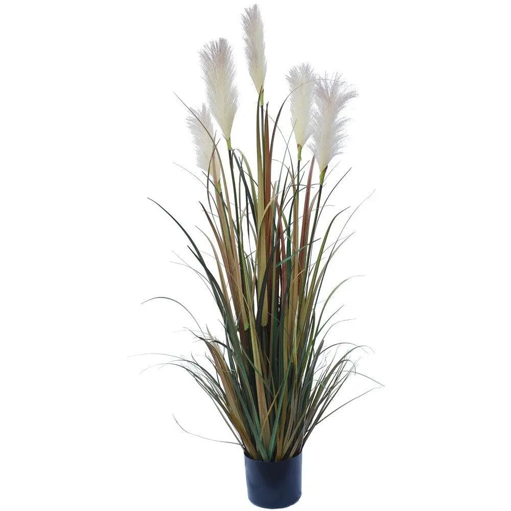 Flowering Native Fox Tail Grass 120 cm Deals499