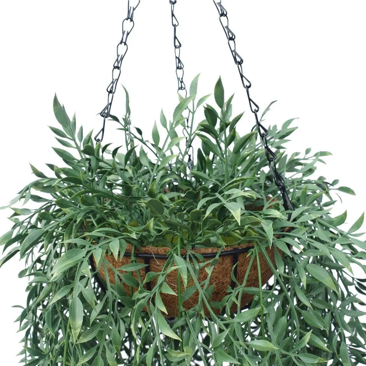 Hanging Fern Basket 110 cm Deals499