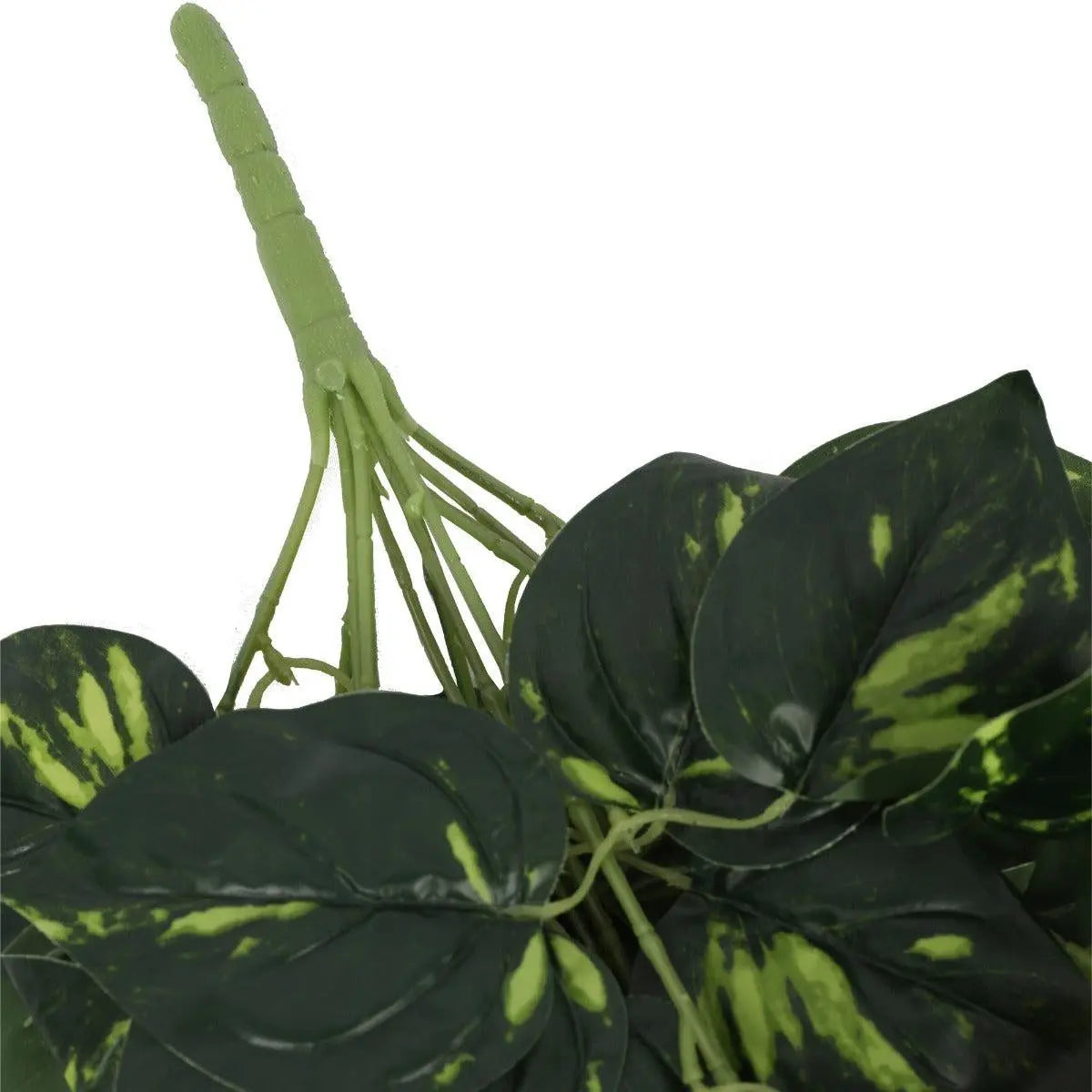 Heart Leaf Philodendron Hanging Creeper Bush 73cm Deals499